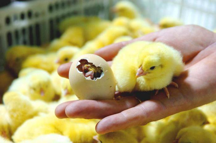 Kiaušinių perdirbimas prieš inkubaciją įvairiais būdais