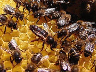 karalienės bičių vystymasis