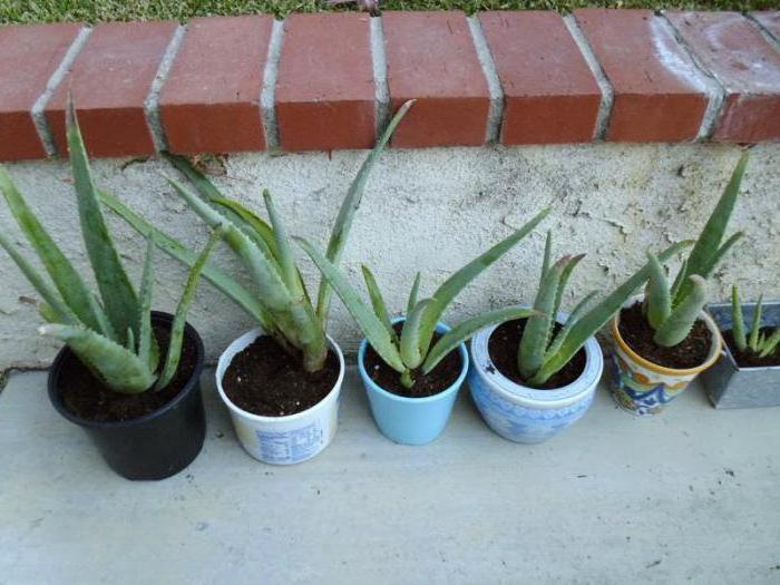 Aloe: reprodukcija namuose, ypač priežiūra ir auginimas