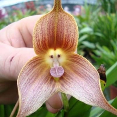 Orchidinio tipo gėlių vardas 
