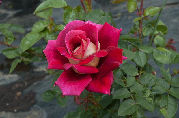 rožė crownenburg aprašymas