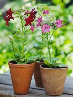 Sodas gėlių tabako kvepalų: sodinti ir rūpintis augalu