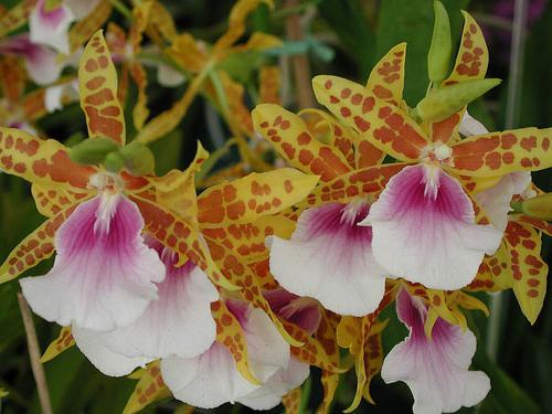 Vazos orchidėjų priežiūra