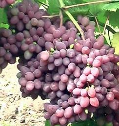 Muromo vynuogės - aprašymas ir savybės