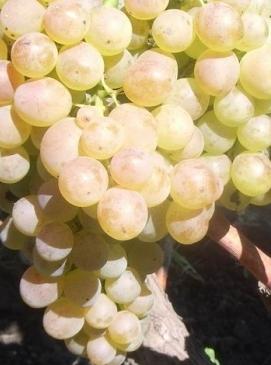 Vynuogių vynuogės - viena iš geriausių stalo veislių vyno uogų