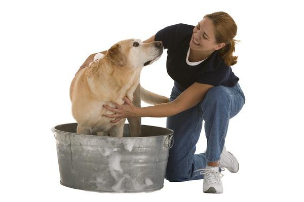 Šampūnas šunims su chlorheksidinu - efektyvus naminių gyvūnėlių priežiūros įrankis