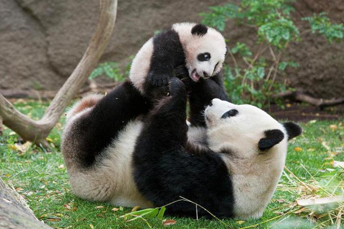 Įdomūs faktai apie pandas, dėl kurio susidurs daugybė žmonių