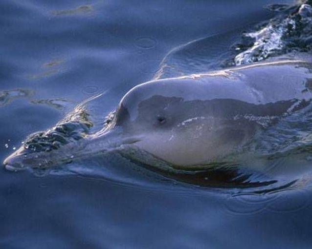 Išnykstančios gyvūnų rūšys: Kinijos upės delfinas (baji)