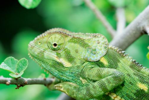 spalvos chameleonas