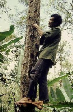 Degto smilkalai: tropinis medis, turintis unikalių savybių