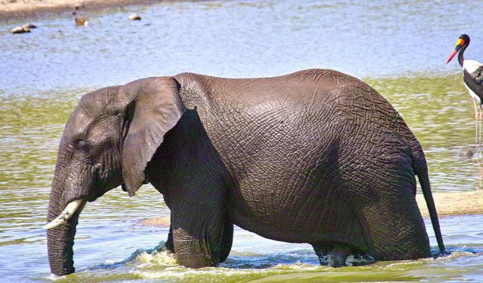 Kiek Afrikos dramblys sveria: palyginimai ir faktai