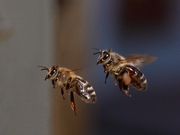 Kaip bitės grįžta namo? Kelios versijos