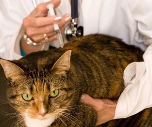 Katės ligų simptomai ir gydymas
