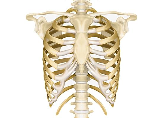 žmogaus krūtinės struktūrą